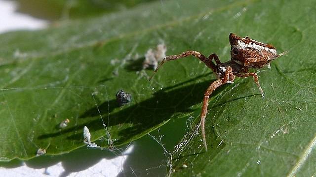 Ilustrasi Uloboridae (commons.wikimedia.org/John Tann)