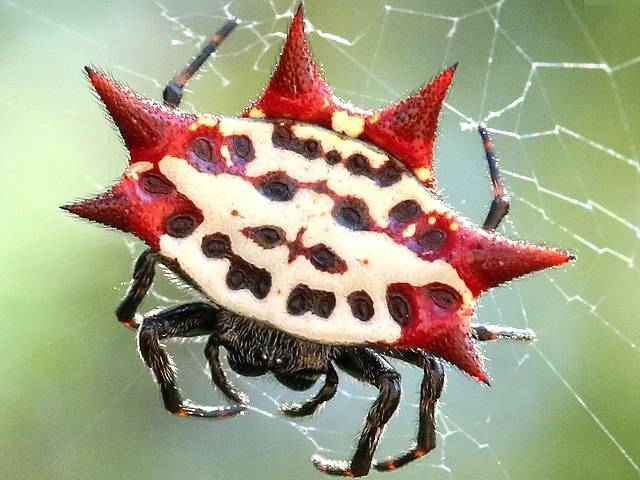 Ilustrasi Gasteracantha cancriformis (commons.wikimedia.org/John Tann)
