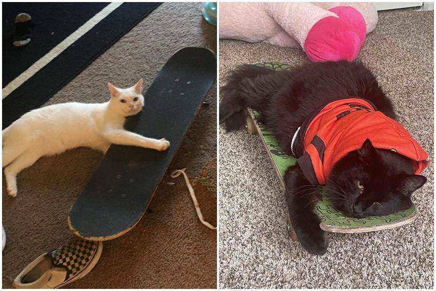 kolase potret gemas kucing main skateboard (reddit.com/user/Sea_Dog7364 | reddit.com/user/Skittles_the_Jester)