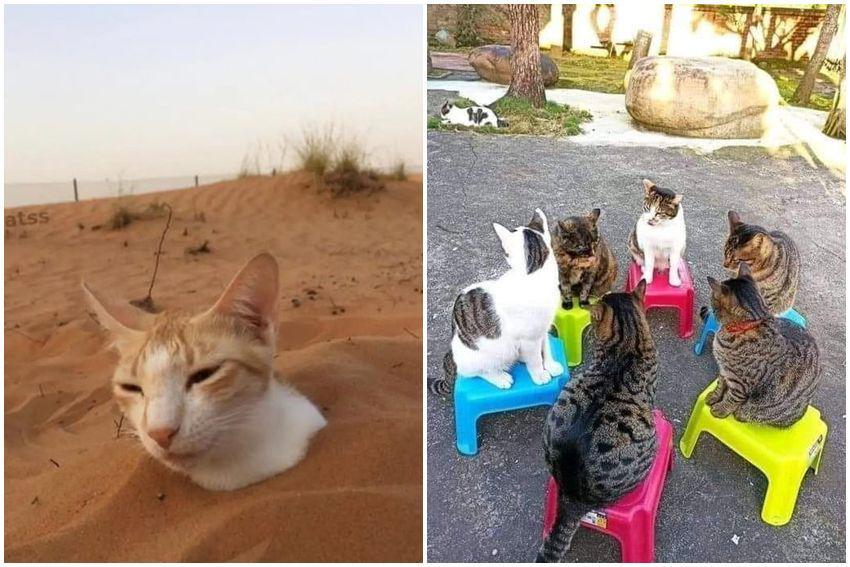 10 Potret Tingkah Kocak Kucing saat Lagi di Luar Rumah