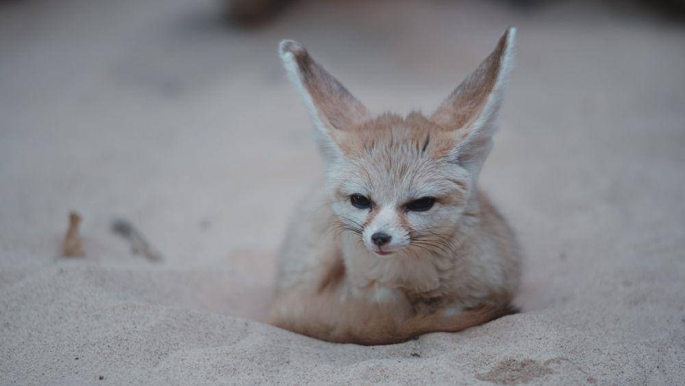 Rubah fennec (unsplash.com/Tj Holowaychuk)