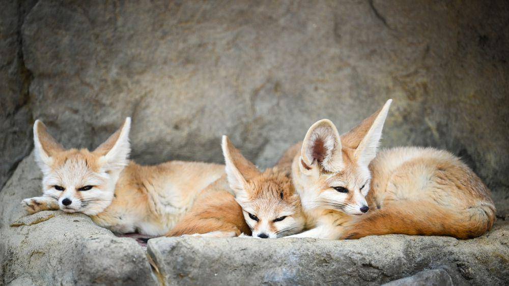 Rubah fennec (unsplash.com/Zetong Li)