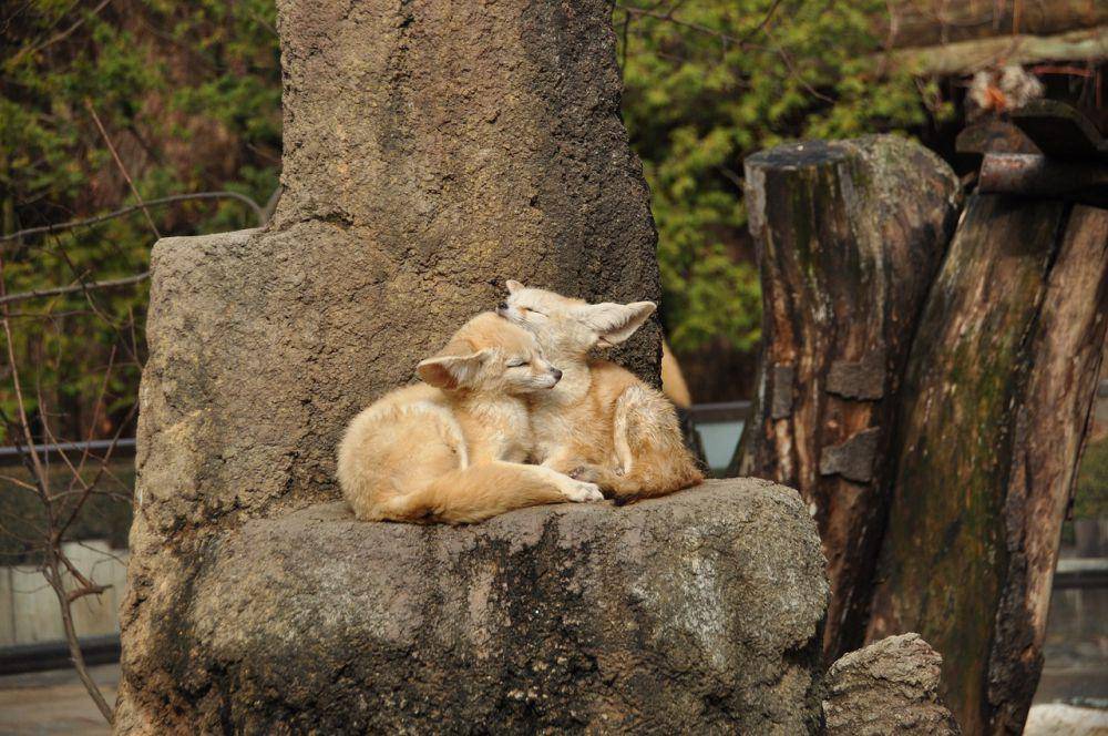Rubah fennec (pixabay.com/鳥子 陳)