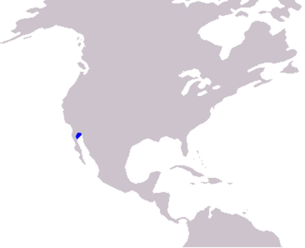 Wilayah penyebaran vaquita (commons.m.wikimedia.org/Pcb21)