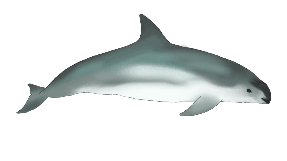 Ilustrasi vaquita (commons.m.wikimedia.org/좀비 브렌다)