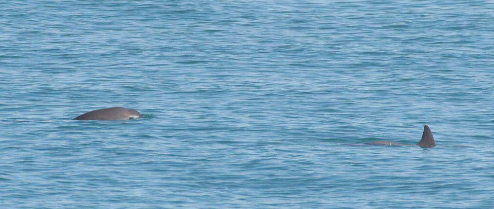 Vaquita (commons.m.wikimedia.org/Paula Olson)