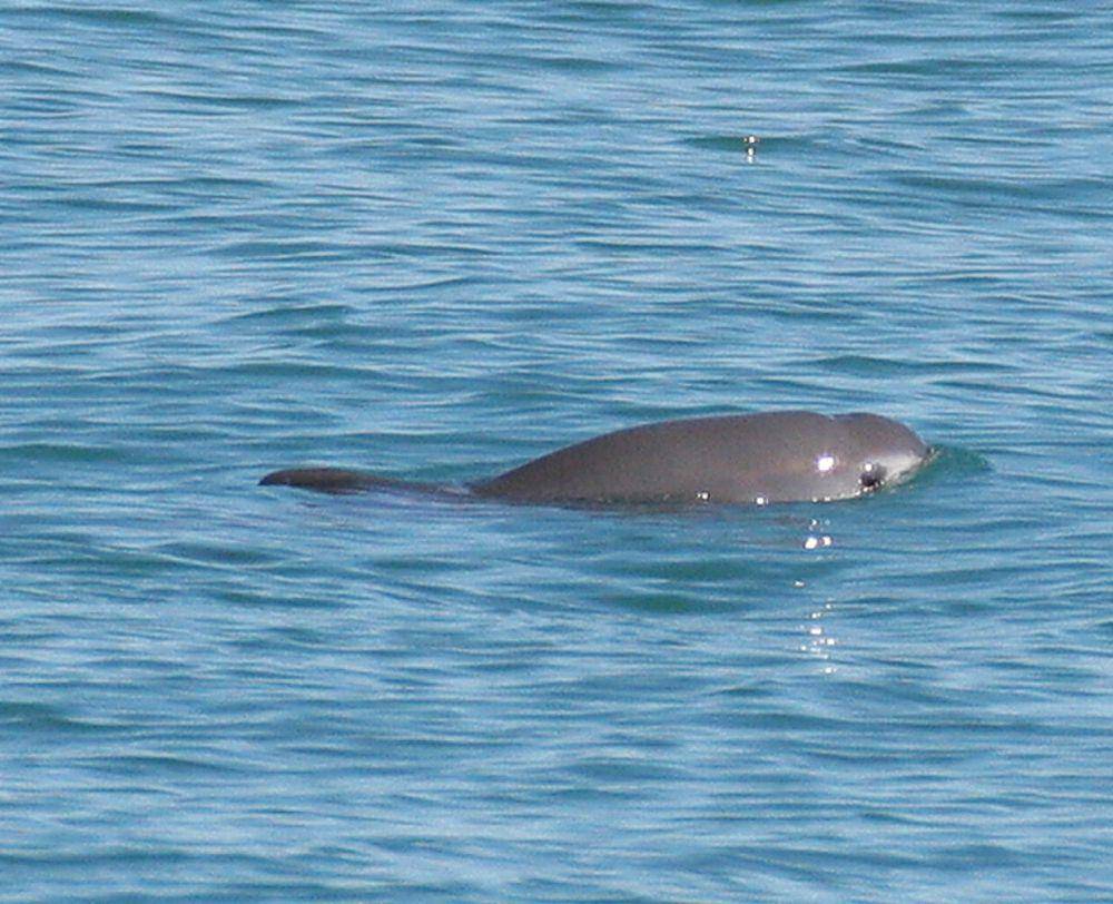Vaquita (commons.m.wikimedia.org/Paula Olson)