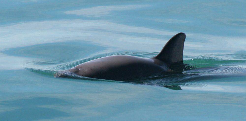 Vaquita (commons.m.wikimedia.org/Paula Olson)