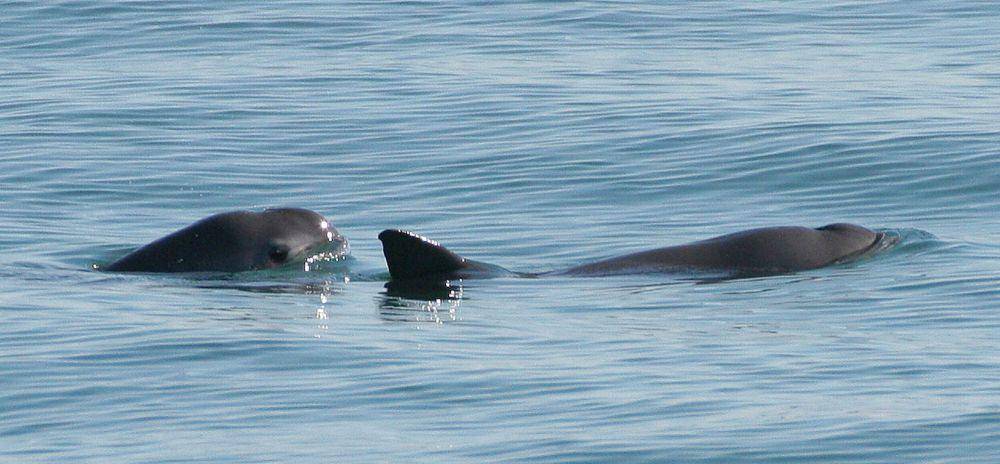 Vaquita (commons.m.wikimedia.org/Paula Olson)