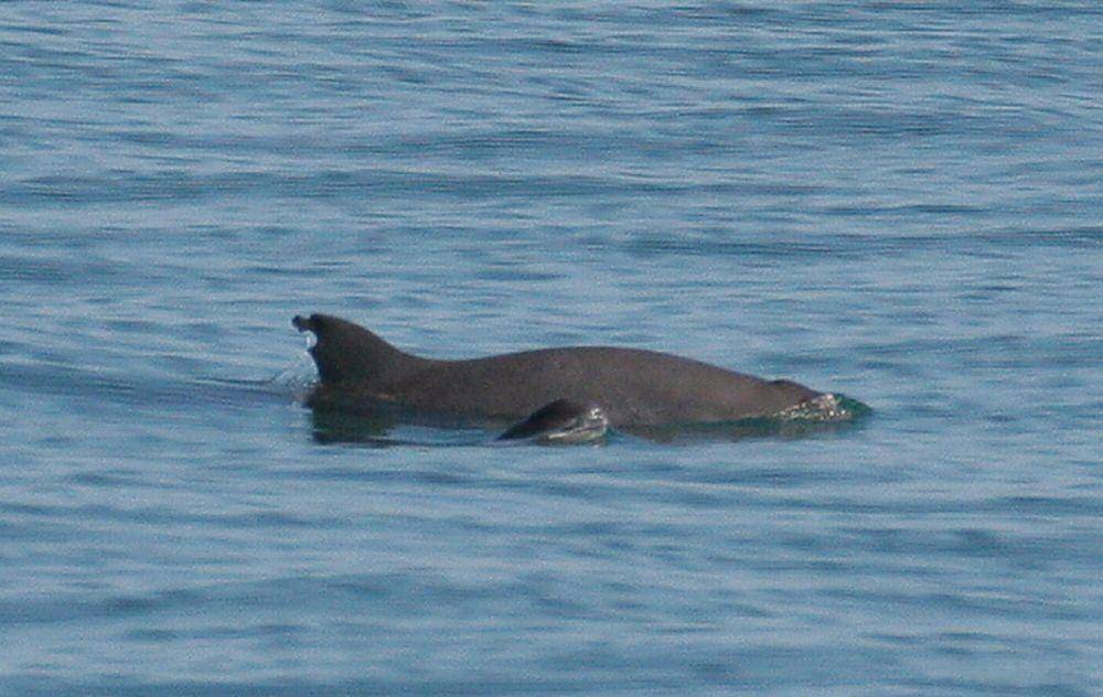 Vaquita (commons.m.wikimedia.org/Paula Olson)
