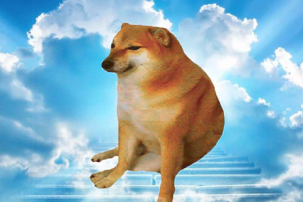 Siapa Cheems Shiba Inu yang Kematiannya Viral Ditangisi Netizen