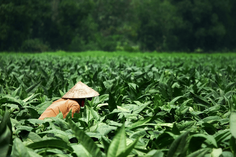 Pertanian tembakau. (pixabay)