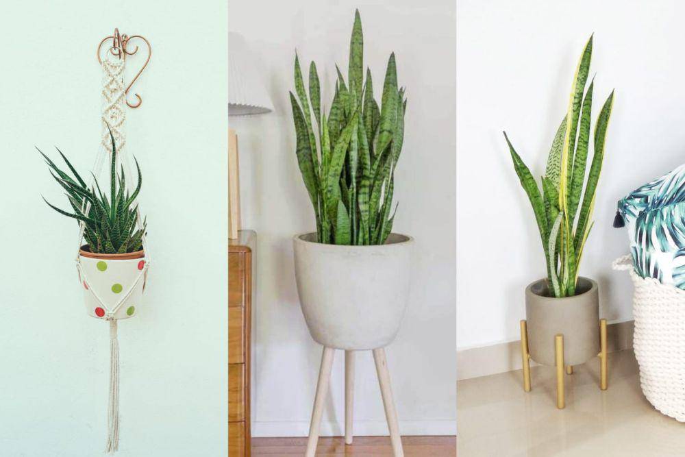 9 Ragam Ide Dudukan Pot untuk Tanaman Indoor, Ada yang dari Roda!