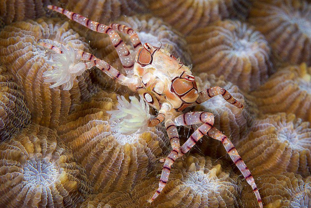 5 Fakta Unik Kepiting Pompom, si Mungil yang Kloning Paksa Anemon Laut