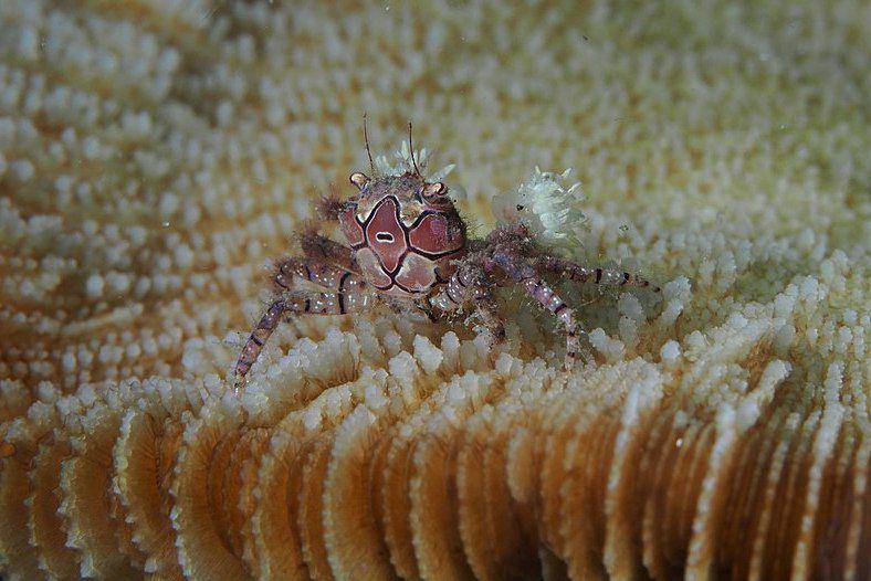 kepiting pompom Lybia tessellata di perairan Indonesia (commons.wikimedia.org/Rickard Zerpe)