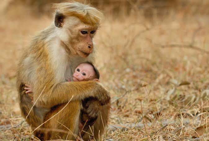 4 Film Dokumenter Hewan Disneynature, dari Beruang hingga Monyet