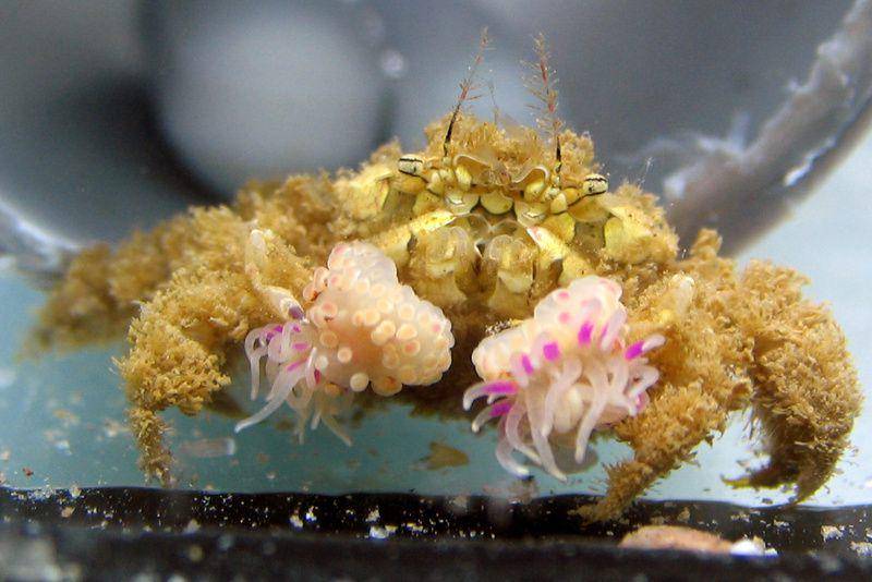 kepiting pompom Lybia leptochelis membawa anemon laut (commons.wikimedia.org/Schnytzer Y, Giman Y, Karplus I, Achituv Y.)