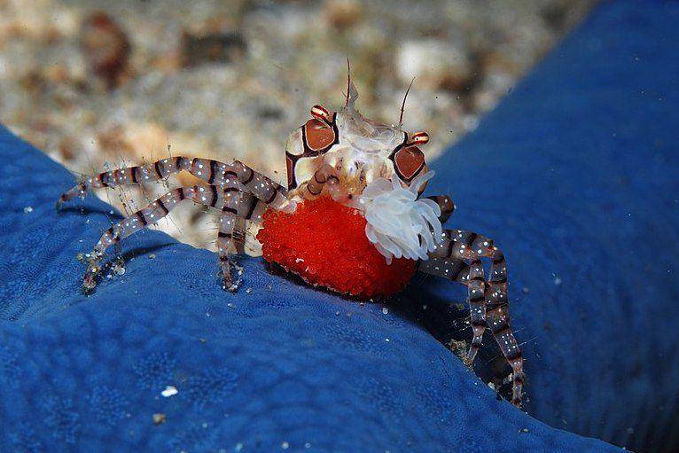 kepiting pompom Lybia tessellata dengan satu anemon laut (commons.wikimedia.org/Rickard Zerpe)