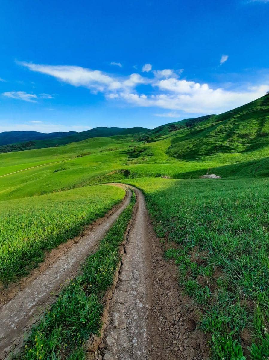 Ilustrasi Bukit Hijau ( ren/pexels.com)