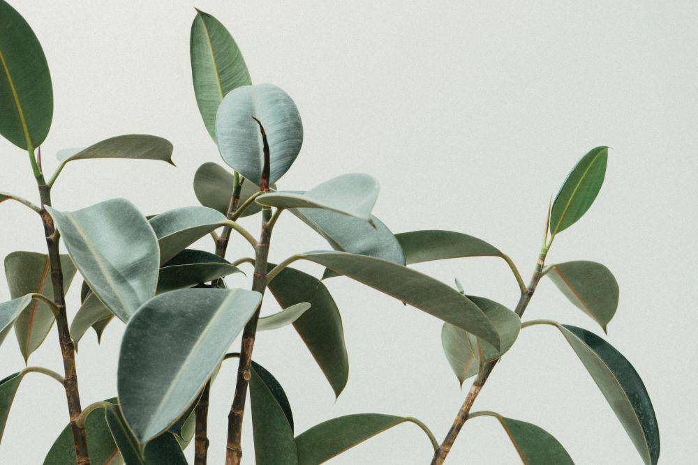 ilustrasi rubber tree (unsplash.com/Scott Webb)