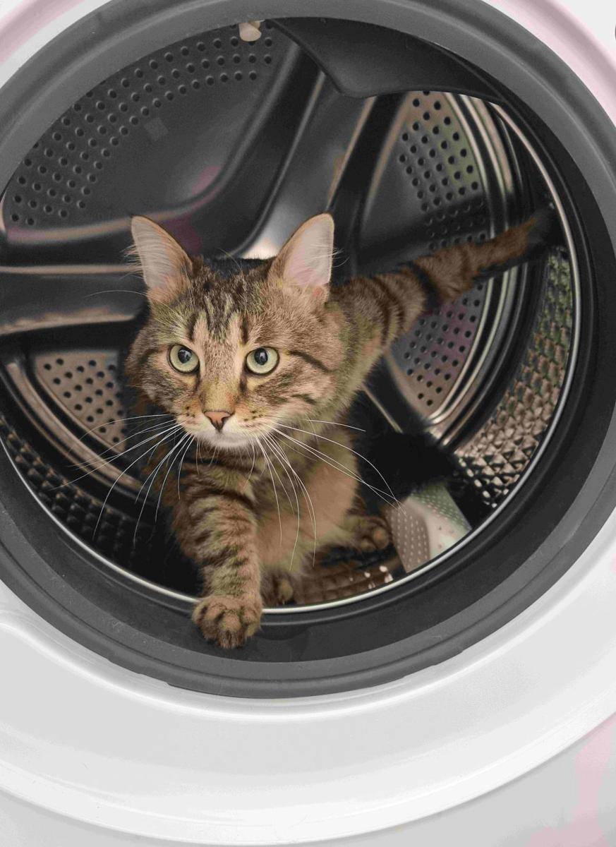 potret kucing nongkrong di mesin cuci (reddit.com/user/SylvieSunflower)