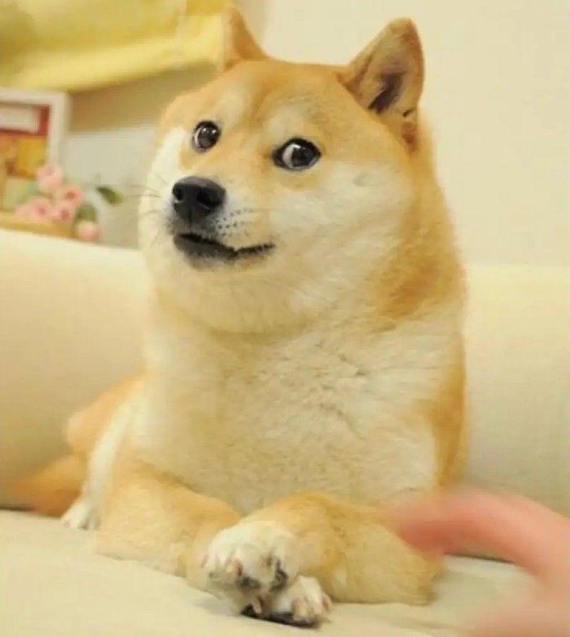 perbedaan Cheems dan Doge (instagram.com/kabosumama)