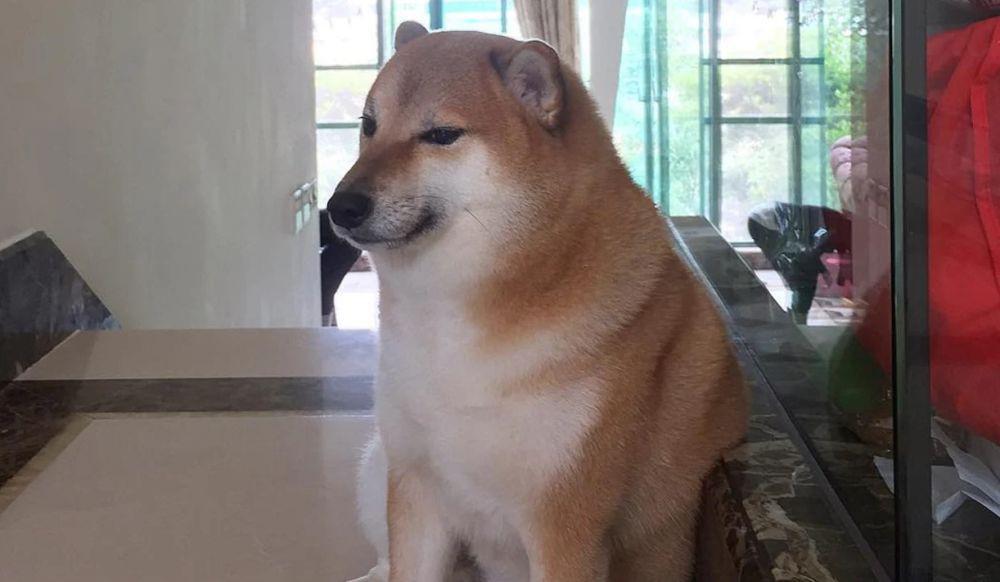 perbedaan Cheems dan Doge (instagram.com/balltze)