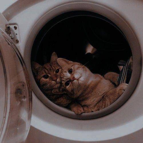 potret kucing nongkrong di mesin cuci (reddit.com/user/Routine_Hall_6001)