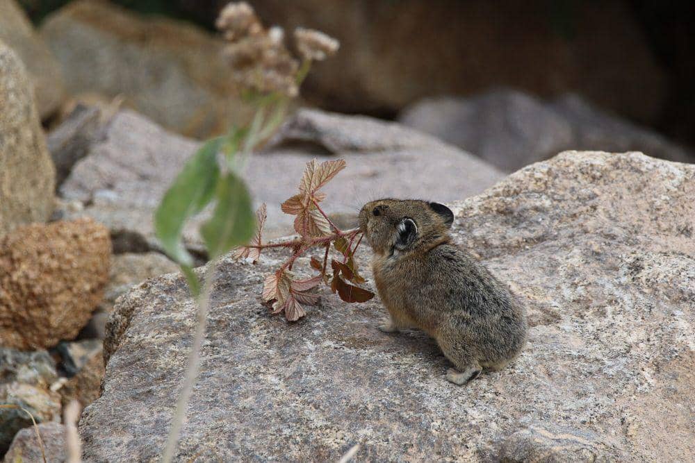 Pika Amerika (commons.m.wikimedia.org/Donal Hobern)