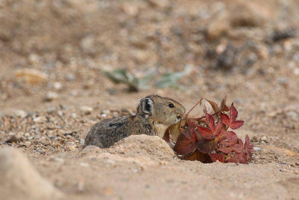 Pika Amerika (commons.m.wikimedia.org/Donald Hobern)