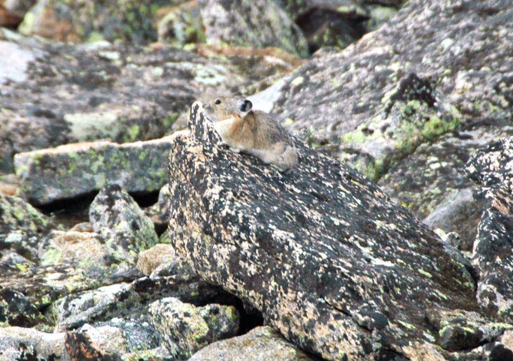 Pika Amerika (commons.m.wikimedia.org/James St. John)