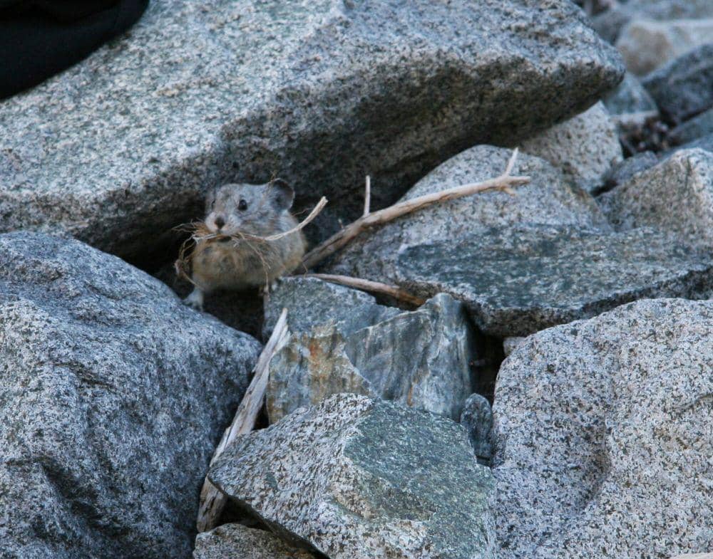 Pika Amerika (commons.m.wikimedia.org/Dcrjsr)
