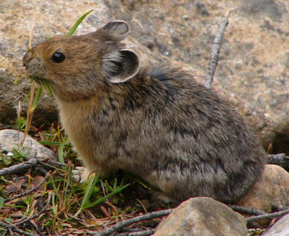 Pika Amerika (commons.m.wikimedia.org/sevenstar)