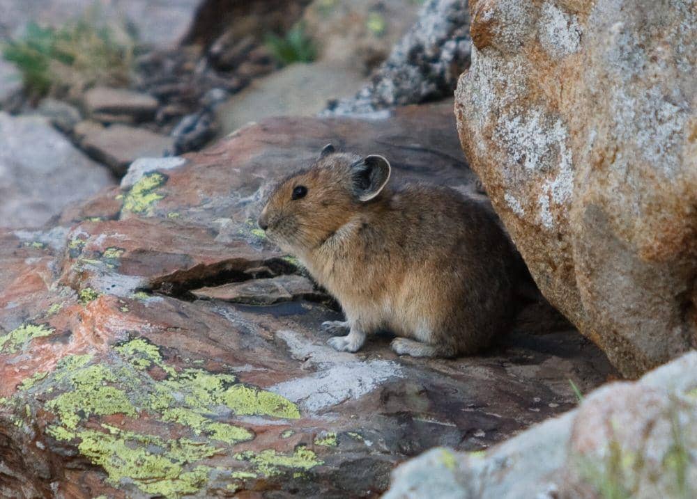 Pika Amerika (commons.m.wikimedia.org/Caddymob)