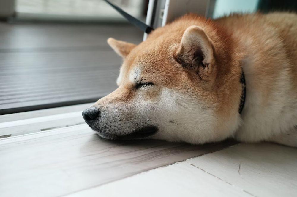 perbedaan Cheems dan Doge (unsplash.com)