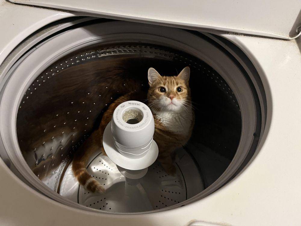potret kucing nongkrong di mesin cuci (reddit.com/user/ericmoyer)