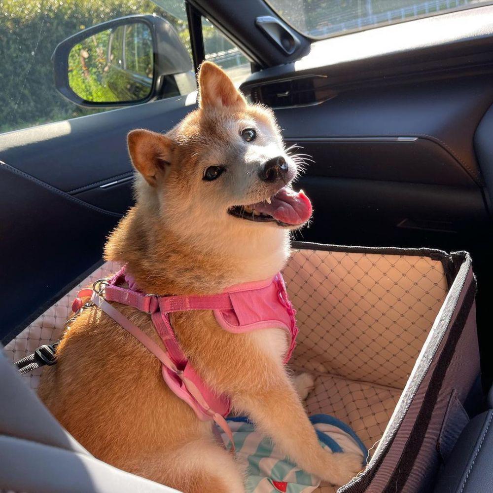 perbedaan Cheems dan Doge (instagram.com/kabosumama)