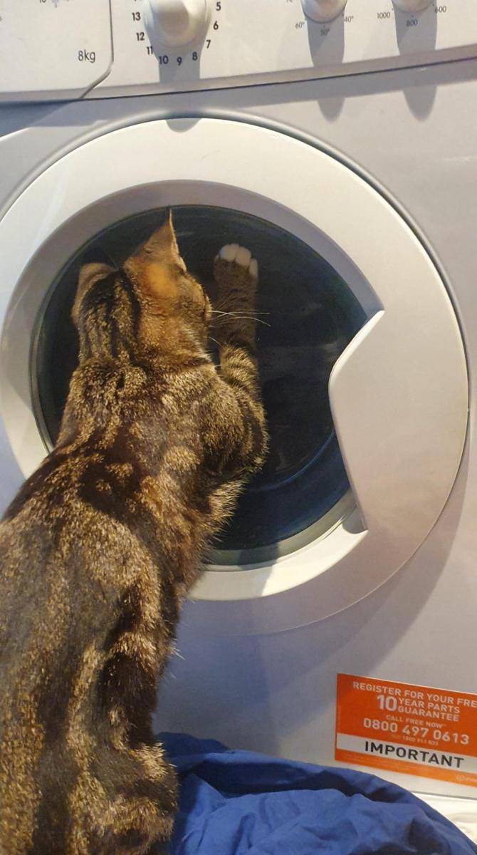 potret kucing nongkrong di mesin cuci (reddit.com/user/Apart_Park_7176)