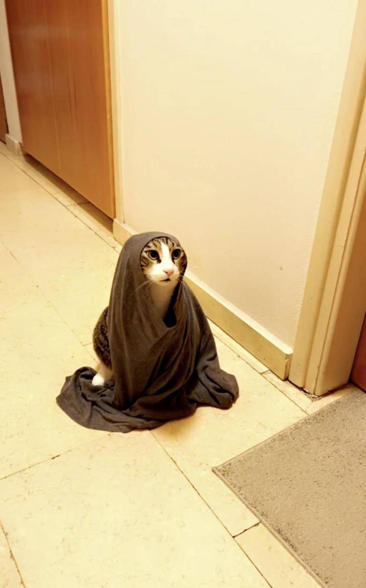potret kucing nongkrong di mesin cuci (reddit.com/user/Mario_cy_83)