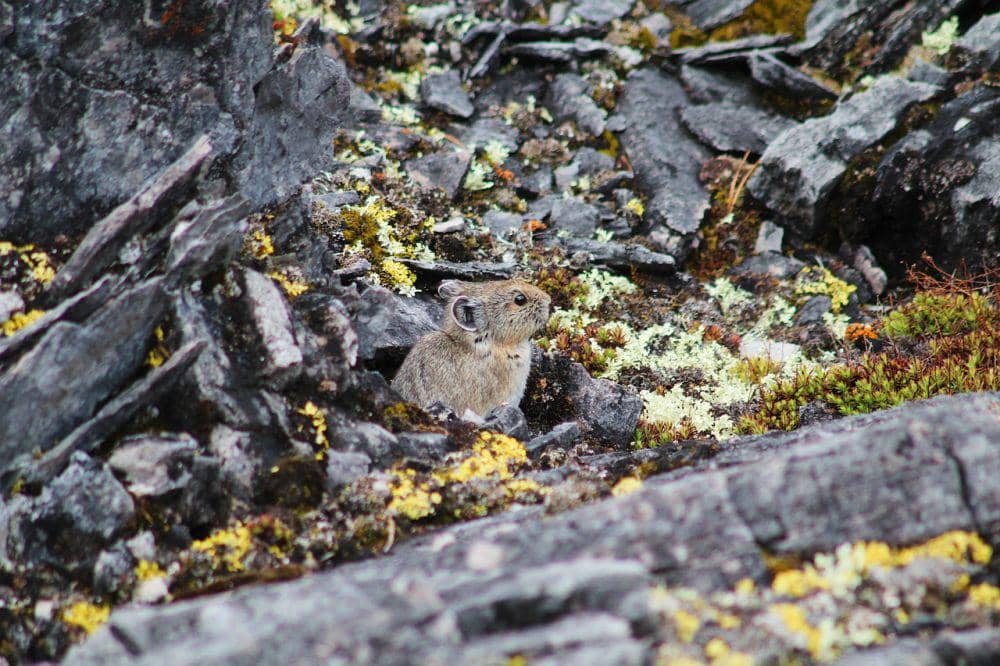 Pika Amerika (pixabay.com/Caleen)
