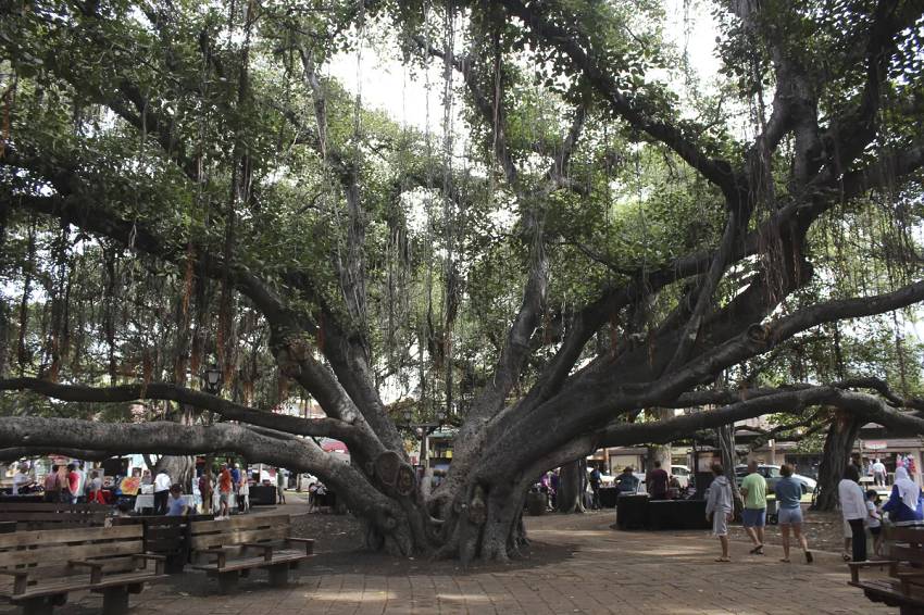 Pohon banyan di Lahaina, Maui, Hawaii (latimes.com/Jennifer McDermott-Associated Press)