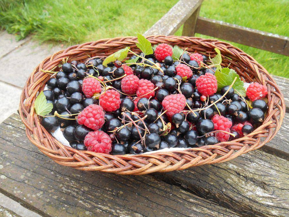 ilustrasi blackcurrant (pixabay.com/AnnJury)
