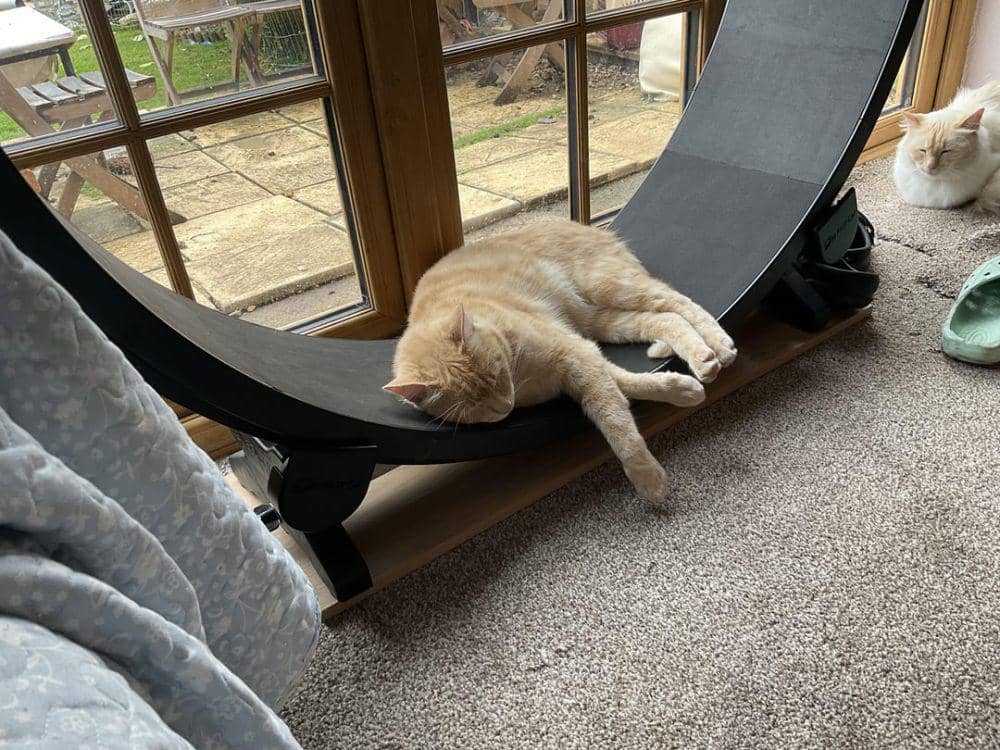 10 Potret Aksi Lucu Kucing Lagi Workout, Gak Mau Kalah