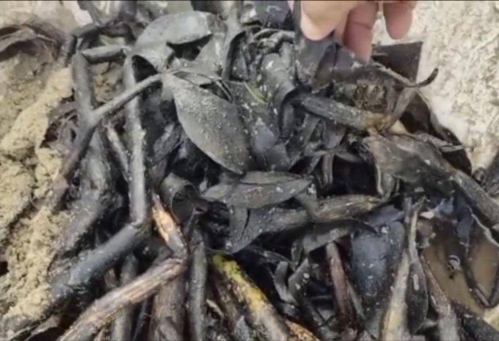 Tangkap layar kemunculan limbah hitam menyerupai aspal di Pantai Kedu, Kalianda, Lampung Selatan. (IDN Times/Istimewa).