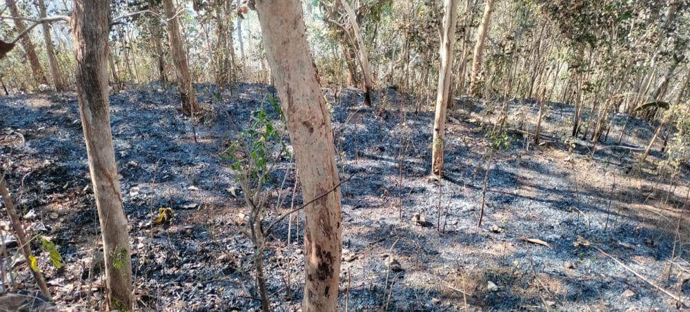 Kebajaran hutan di Nawungan Bantul.(Dok.Polres Bantul)