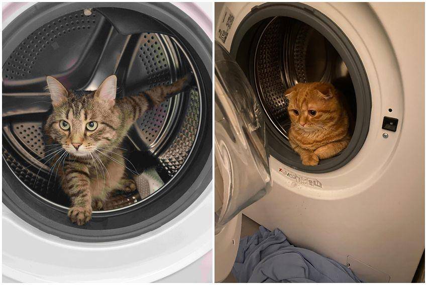 kolase potret kucing nongkrong di mesin cuci (reddit.com/user/SylvieSunflower | reddit.com/user/jott2302)