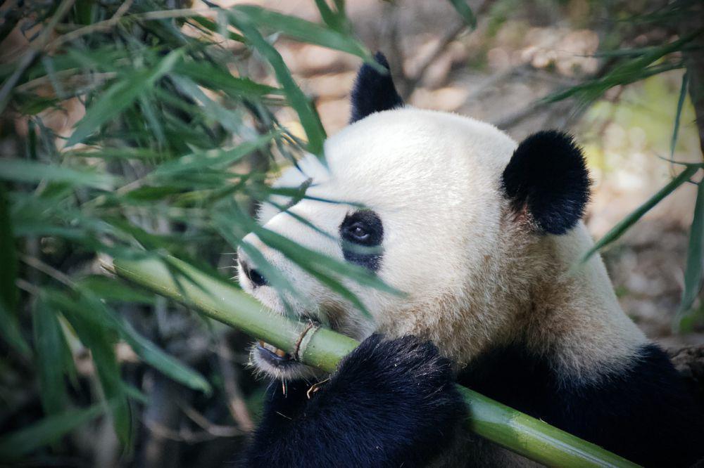 3 Alasan Kenapa Panda Suka Sekali Makan Bambu