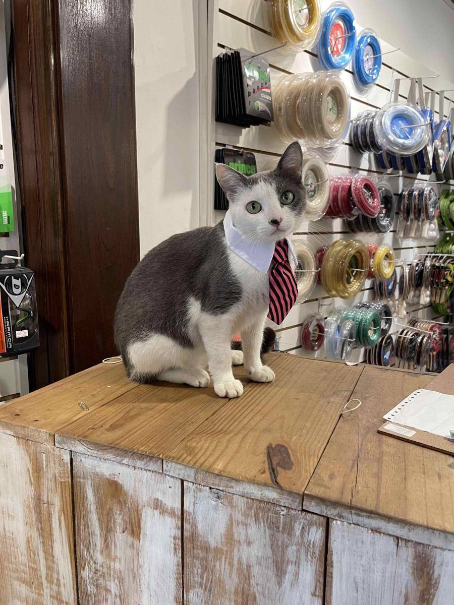 potret gemas kucing jadi manajer (reddit.com/user/cobayito345)