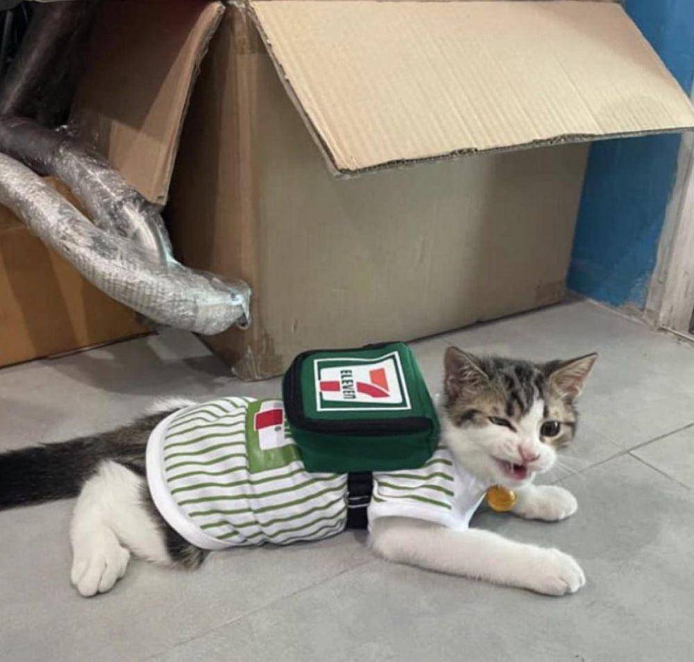 potret gemas kucing jadi manajer (reddit.com/user/errorozo)
