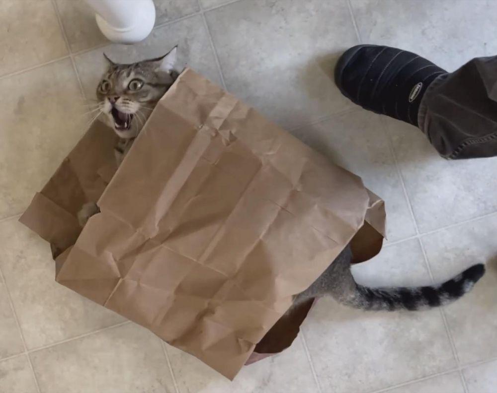 10 Momen Kocak Kucing dan Kantong Belanja, Malah Jadi Rumah Baru?